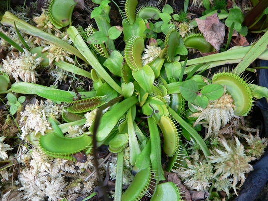 {Dionaea muscipula}